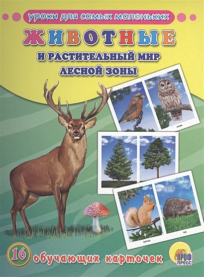 Обучающие Карточки. Животные И Растительный Мир Лесной Зоны - фото 1