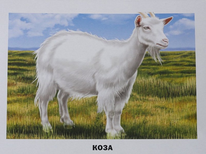 Домашние животные и птицы /16 обучающих карточек - фото 6