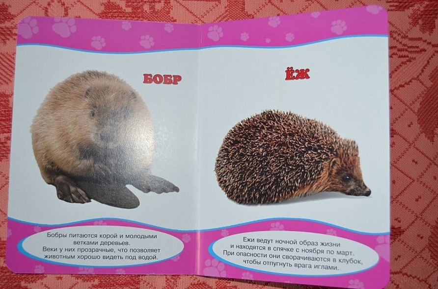 Обо всём на свете. Дикие животные - фото 7