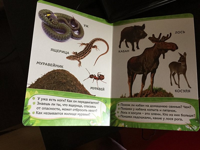 Кто живет в лесу? - фото 4