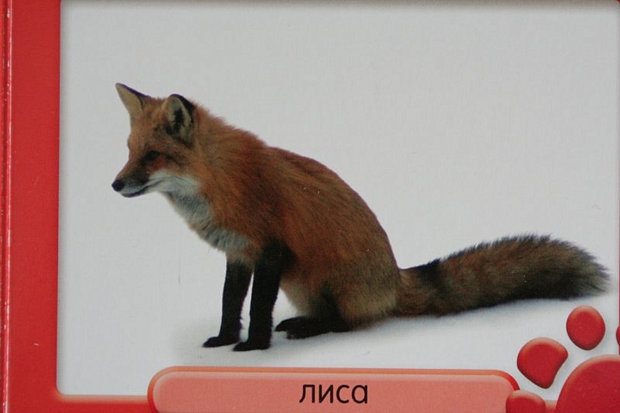 В лесу - фото 9