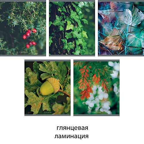 Лесные краски 48л., 5 видов ТЕТРАДИ А5 (*скрепка) 48Л. Обложка: ламинирование - фото 1