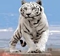 Набор для творчества, Рыжий Кот Алмазная мозаика (класс.) Белый тигр 20х30см 11цв ACF052 - фото 1