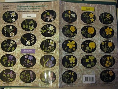 Биология. 6-11 классы. Определитель травянистых растений по цветкам. Раннецветущие растения. Буклет - фото 1
