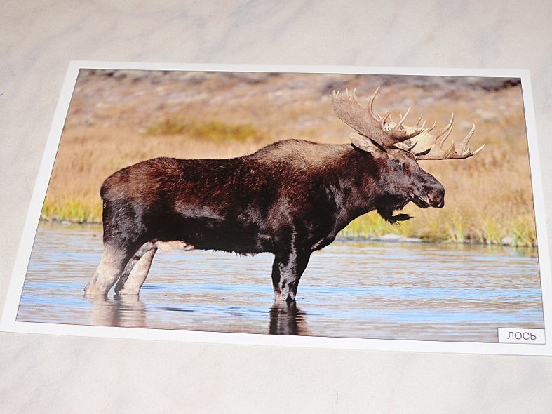 Расскажите детям о лесных животных - фото 14