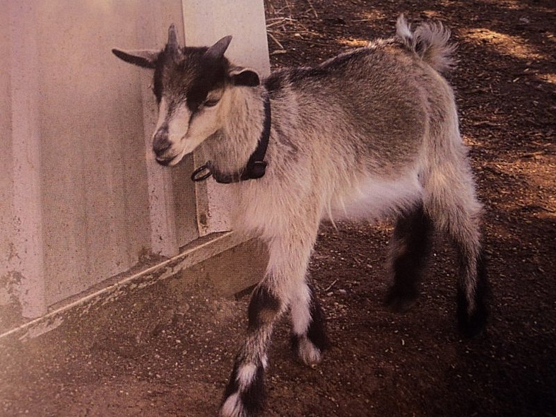 Расскажите детям о домашних животных. Карточки для занятий в детском саду и дома. - фото 8