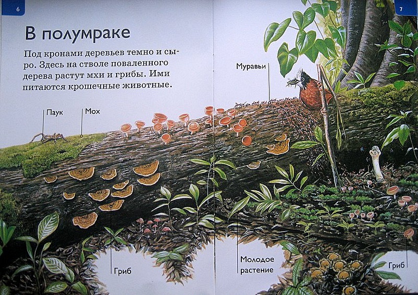 Джунгли - фото 5