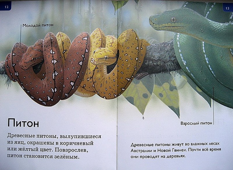 Джунгли - фото 8