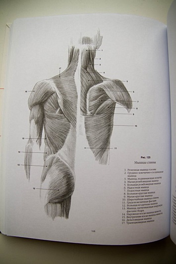 Анатомический рисунок. Тело человека - фото 1