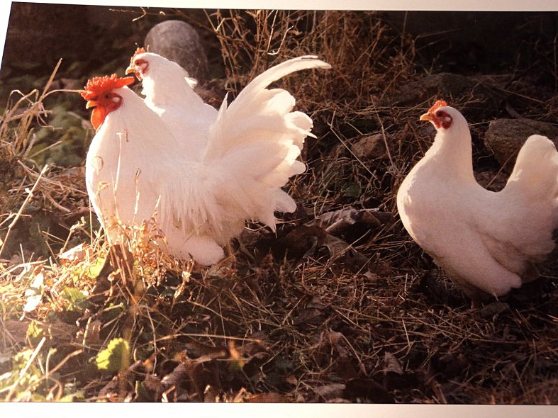 Расскажите детям о домашних животных. Карточки для занятий в детском саду и дома. - фото 2