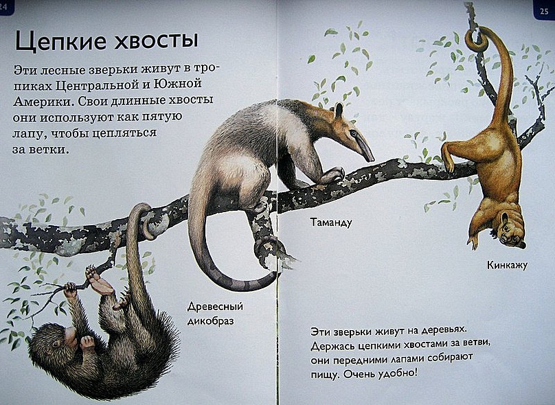 Джунгли - фото 14