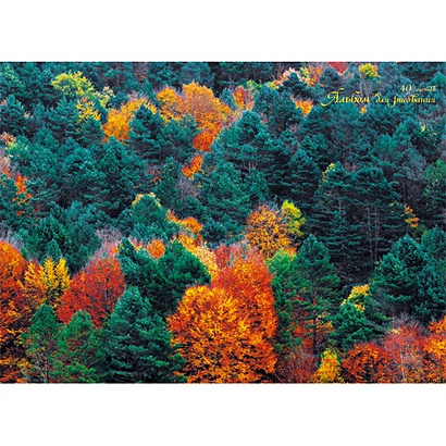 Панорама леса АЛЬБОМЫ ДЛЯ РИСОВАНИЯ (гребень). 40 листов - фото 1