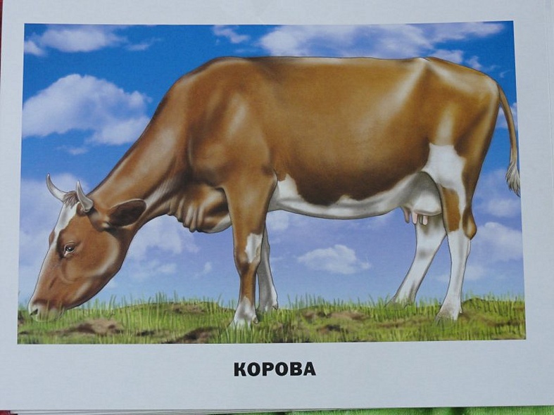 Домашние животные и птицы /16 обучающих карточек - фото 4