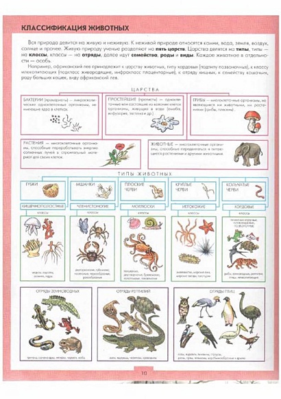 Классификация животных 8 класс. Классы животных. Классификация животного мира. Классификация зверей. Классификация животных по группам.