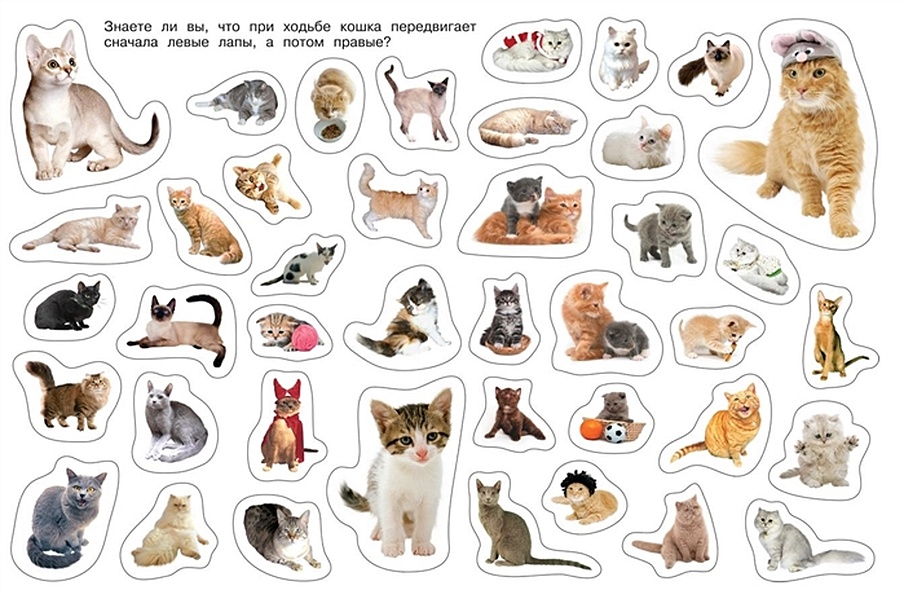 Наклейки котики Озон