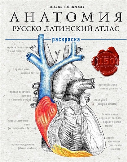 Анатомия: русско-латинский атлас-раскраска - фото 1