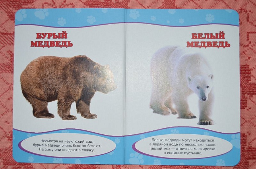 Обо всём на свете. Дикие животные - фото 3