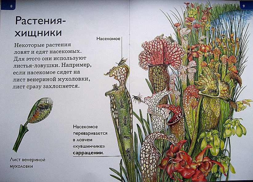 Джунгли - фото 6