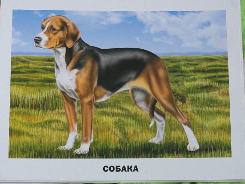 Домашние животные и птицы /16 обучающих карточек - фото 5