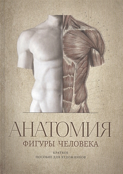 Анатомия фигуры человека. Краткое пособие для художников - фото 1