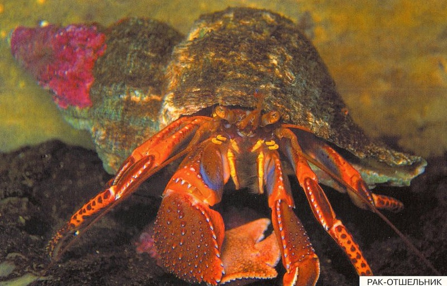 Расскажите детям о морских обитателях. Карточки для занятий в детском саду и дома. - фото 12