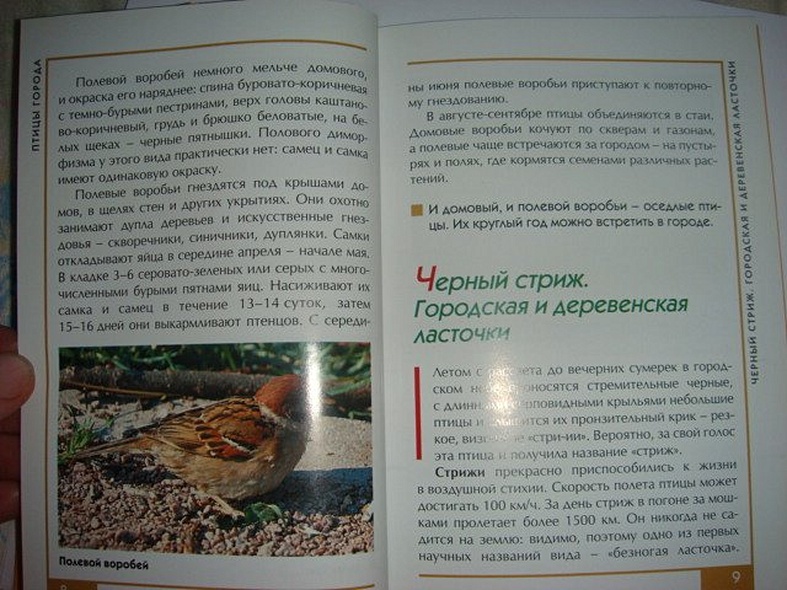 Птицы города. Малый атлас - фото 6