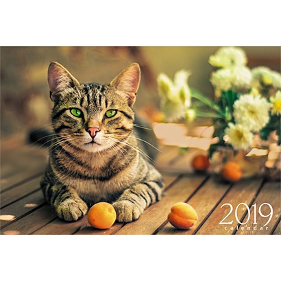 Домашние любимцы. Зеленоглазый кот ***КАЛЕНДАРИ 2019_ КВАРТАЛЬНЫЕ - фото 1