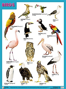 Плакаты (англ). BIRDS (Птицы) - фото 1