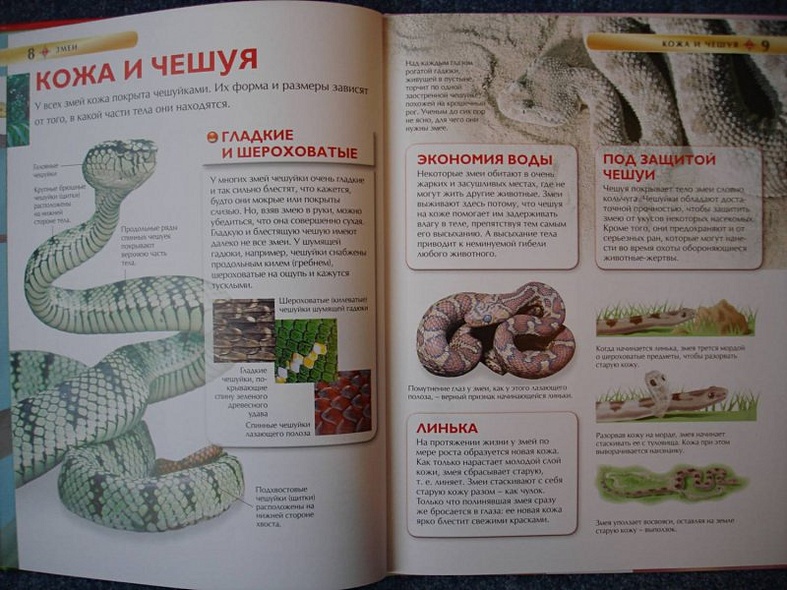 Змеи - фото 5