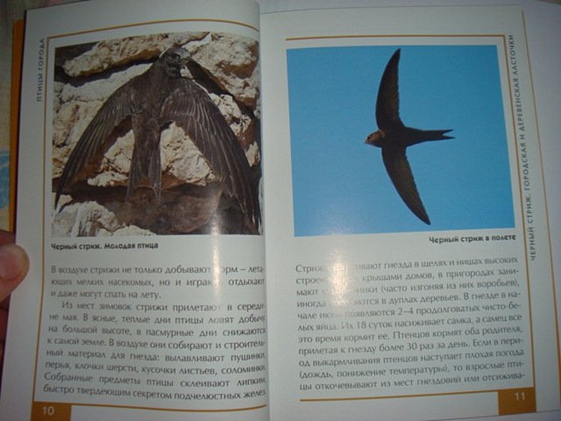 Птицы города. Малый атлас - фото 7