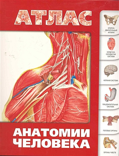 Атлас анатомии человека - фото 1