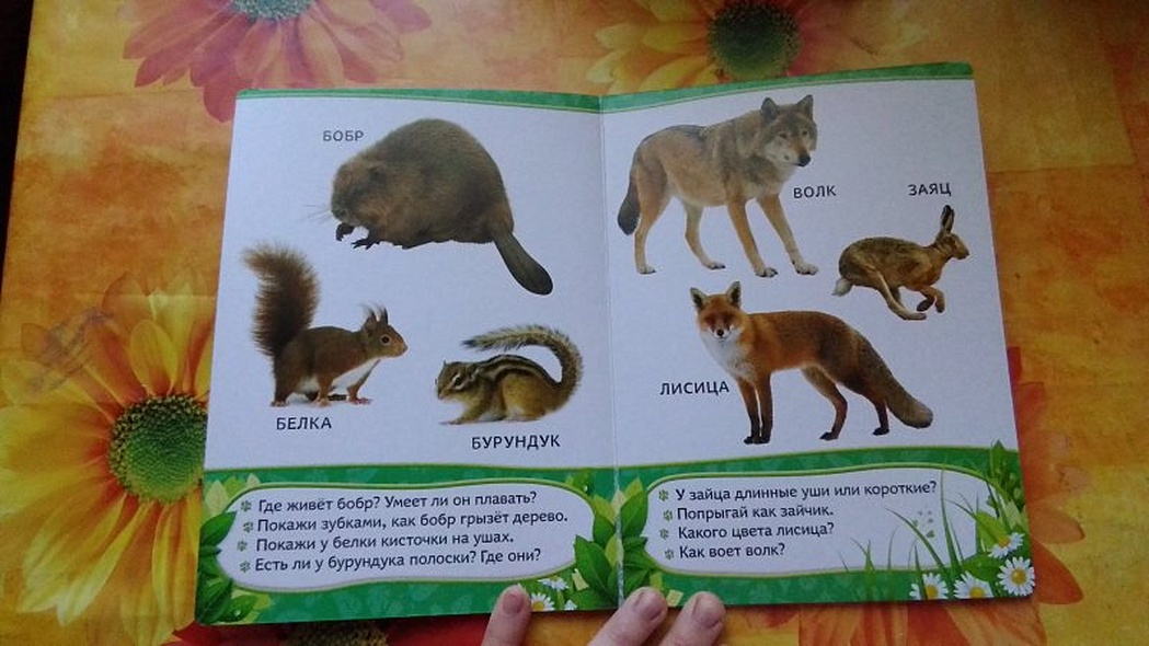 Кто живет в лесу? - фото 10