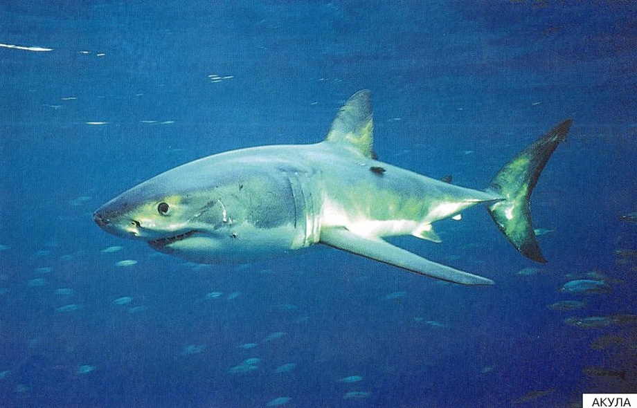 Расскажите детям о морских обитателях. Карточки для занятий в детском саду и дома. - фото 15