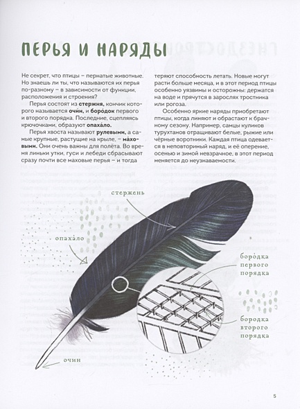 Птицы в деревне. Где найти и как узнать • Анна Евсеева, художник Маша ...