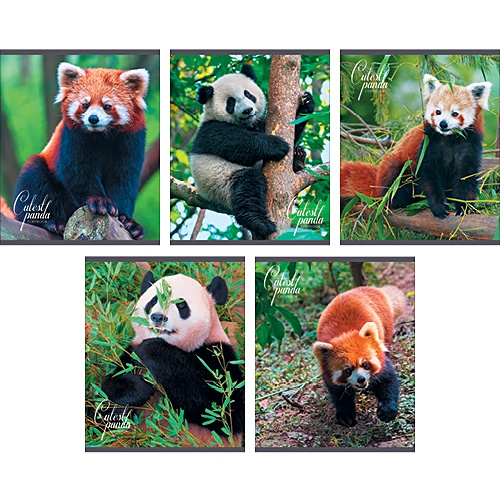 Очаровательные панды 96л., 5 видов ТЕТРАДИ А5 (*скрепка) 96Л. Обложка: без отделки - фото 1