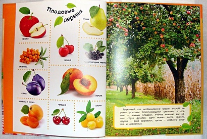 Овощи, фрукты, ягоды. Лучшая энциклопедия в картинках для малышей - фото 1
