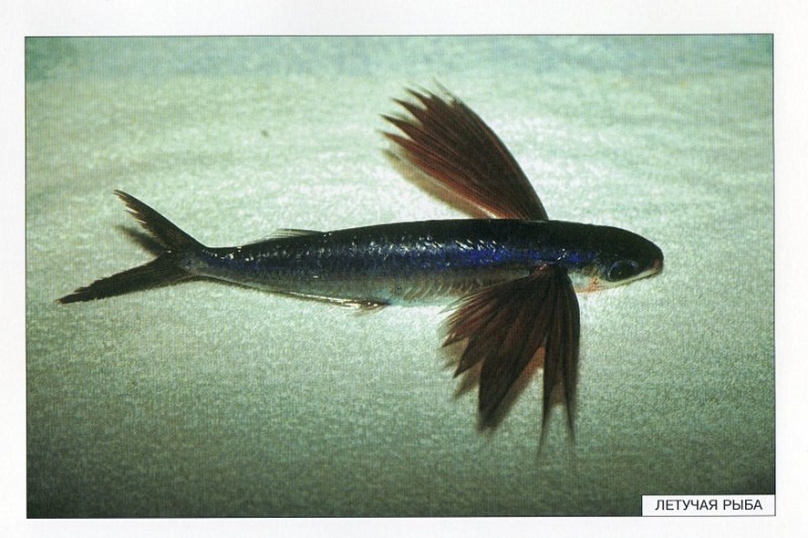 Расскажите детям о морских обитателях. Карточки для занятий в детском саду и дома. - фото 14