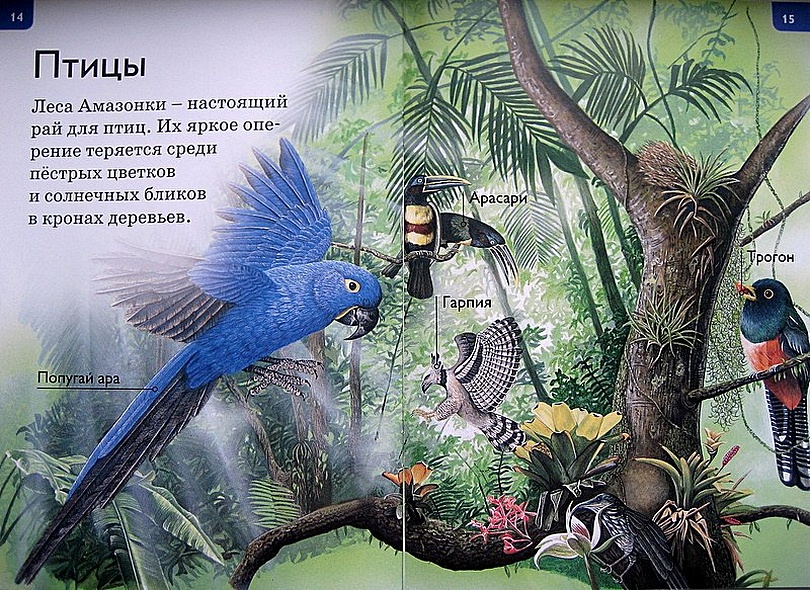 Джунгли - фото 9