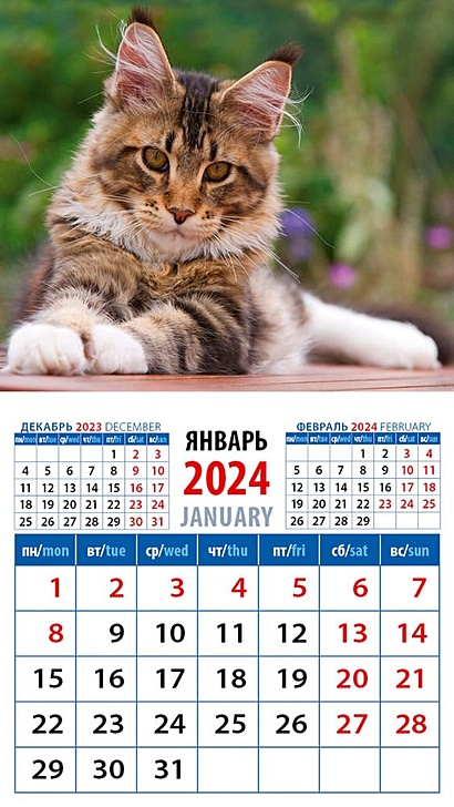 Календарь 2024г 94*167 "Котенок мейн кун" на магните - фото 1