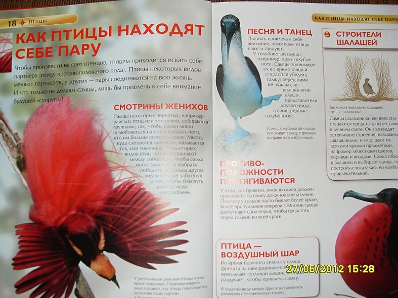 Птицы. - фото 9