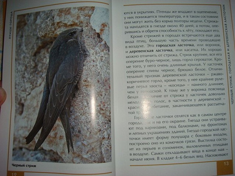 Птицы города. Малый атлас - фото 8