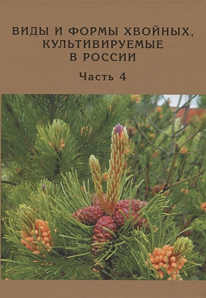 Виды и формы хвойных, культивируемые в России. Часть 4. Сосна - фото 1