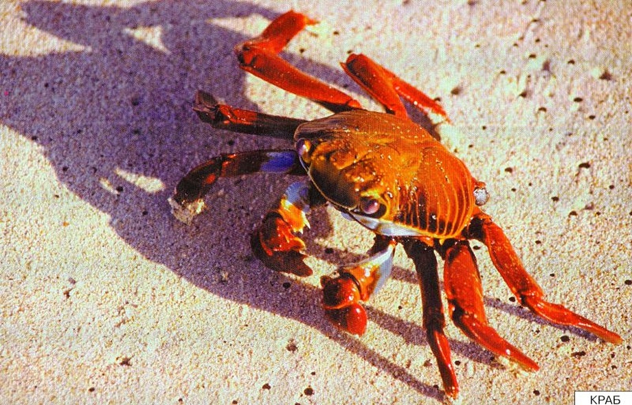 Расскажите детям о морских обитателях. Карточки для занятий в детском саду и дома. - фото 5