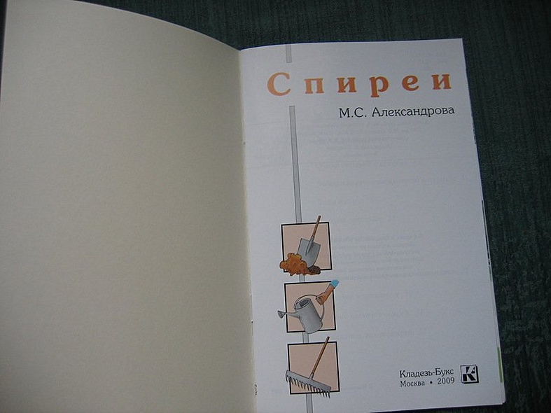 Спиреи - фото 4