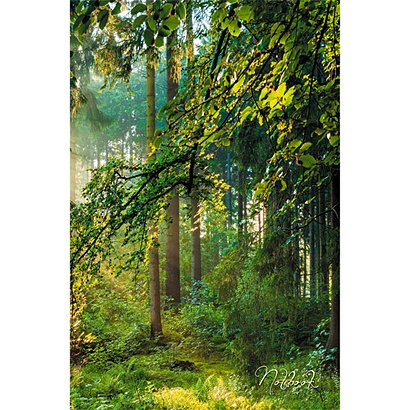 Волшебный лес КНИГИ ДЛЯ ЗАПИСЕЙ А5 (7БЦ) - фото 1