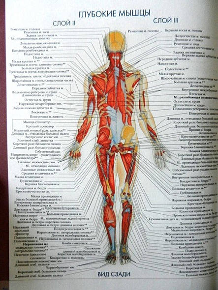 Анатомия внутри человека фото