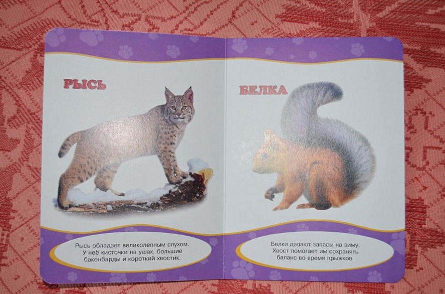 Обо всём на свете. Дикие животные - фото 6