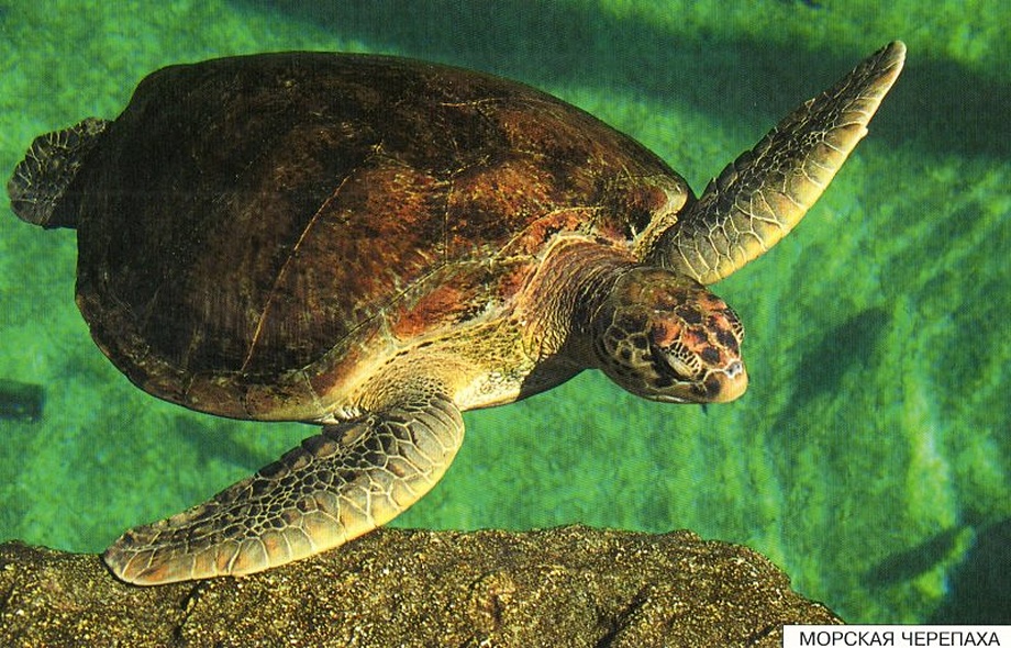 Расскажите детям о морских обитателях. Карточки для занятий в детском саду и дома. - фото 10