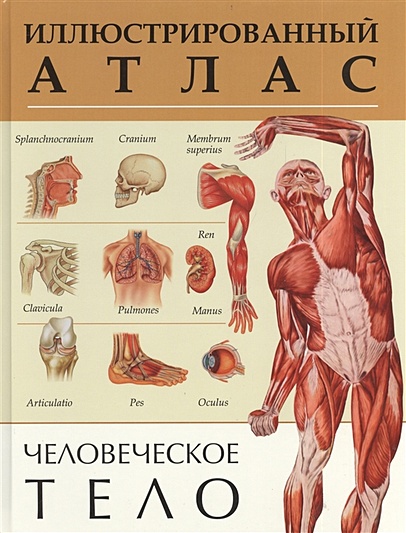 Человеческое тело. Иллюстрированный атлас - фото 1