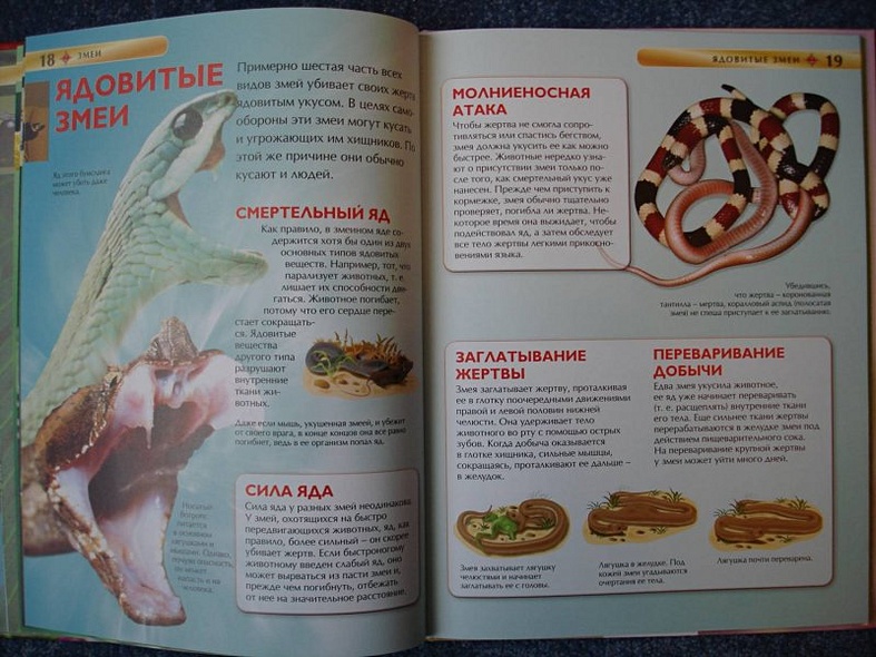 Змеи - фото 10